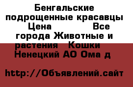 Бенгальские подрощенные красавцы. › Цена ­ 20 000 - Все города Животные и растения » Кошки   . Ненецкий АО,Ома д.